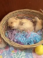 Yuki, a male Shiba Inu for sale in Mesa, AZ – Photo 2 of 8