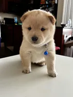 Yuki, a male Shiba Inu for sale in Gilbert, AZ – Photo 2 of 6