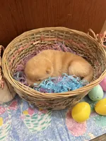 Yuki, a male Shiba Inu for sale in Mesa, AZ – Photo 4 of 8