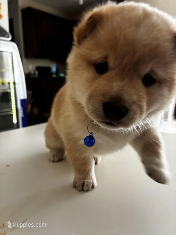 Yuki – Shiba Inu puppy for sale in Gilbert, AZ