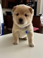 Yuki, a male Shiba Inu for sale in Gilbert, AZ – Photo 5 of 6