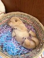 Yuki, a male Shiba Inu for sale in Mesa, AZ – Photo 6 of 8