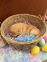 Yuki, a male Shiba Inu for sale in Mesa, AZ – Photo 7 of 8