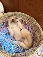 Yuki, a male Shiba Inu for sale in Mesa, AZ – Photo 5 of 8