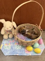 Taro, a male Shiba Inu for sale in Mesa, AZ – Photo 9 of 10