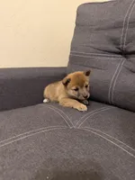 Taro, a male Shiba Inu for sale in Gilbert, AZ – Photo 9 of 9