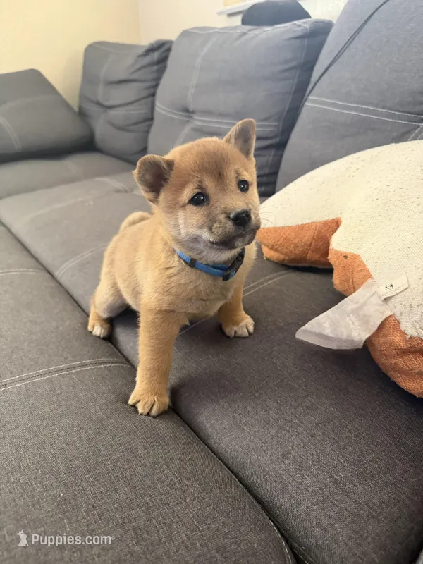 Taro – Shiba Inu puppy for sale in Gilbert, AZ