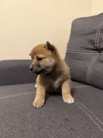Taro, a male Shiba Inu for sale in Gilbert, AZ – Photo 4 of 9