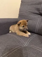 Taro, a male Shiba Inu for sale in Gilbert, AZ – Photo 8 of 9