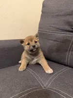 Taro, a male Shiba Inu for sale in Gilbert, AZ – Photo 7 of 9