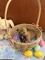 Taro, a male Shiba Inu for sale in Mesa, AZ – Photo 5 of 10