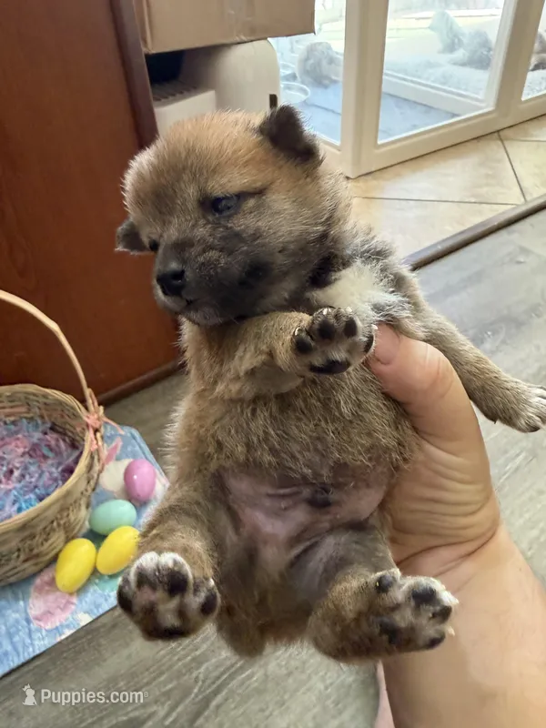Taro – Shiba Inu puppy for sale in Mesa, AZ