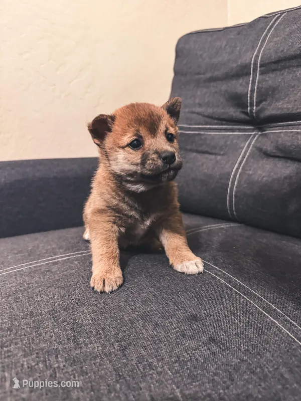 Taro – Shiba Inu puppy for sale in Gilbert, AZ