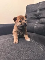 Taro, a male Shiba Inu for sale in Gilbert, AZ – Photo 1 of 9