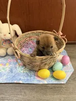 Taro, a male Shiba Inu for sale in Mesa, AZ – Photo 3 of 10