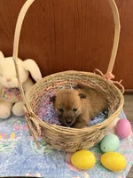 Taro, a male Shiba Inu for sale in Mesa, AZ – Photo 4 of 10
