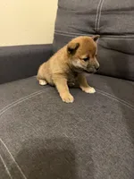 Taro, a male Shiba Inu for sale in Gilbert, AZ – Photo 3 of 9