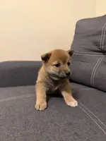 Taro, a male Shiba Inu for sale in Gilbert, AZ – Photo 6 of 9