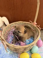 Taro, a male Shiba Inu for sale in Mesa, AZ – Photo 2 of 10