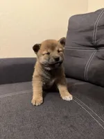 Taro, a male Shiba Inu for sale in Gilbert, AZ – Photo 2 of 9