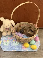 Taro, a male Shiba Inu for sale in Mesa, AZ – Photo 7 of 10