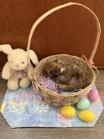 Taro, a male Shiba Inu for sale in Mesa, AZ – Photo 8 of 10