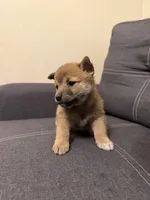 Taro, a male Shiba Inu for sale in Gilbert, AZ – Photo 5 of 9