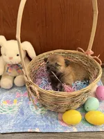 Taro, a male Shiba Inu for sale in Mesa, AZ – Photo 6 of 10