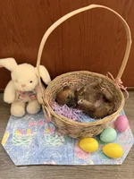 Taro, a male Shiba Inu for sale in Mesa, AZ – Photo 10 of 10