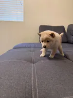 Yuki, a male Shiba Inu for sale in Gilbert, AZ – 4 of 10
