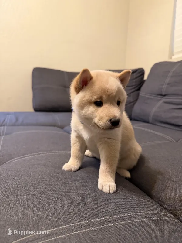 Yuki – Shiba Inu puppy on hold in Gilbert, AZ
