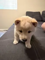Yuki, a male Shiba Inu for sale in Gilbert, AZ – 2 of 10