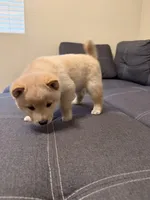 Yuki, a male Shiba Inu for sale in Gilbert, AZ – 8 of 10