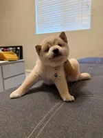 Yuki, a male Shiba Inu for sale in Gilbert, AZ – 5 of 10