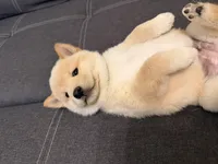Yuki, a male Shiba Inu for sale in Gilbert, AZ – 7 of 10