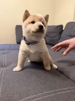 Yuki, a male Shiba Inu for sale in Gilbert, AZ – 6 of 10