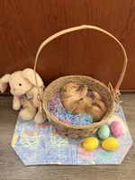 Sora, a female Shiba Inu for sale in Mesa, AZ – Photo 4 of 4