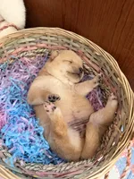 Sora, a female Shiba Inu for sale in Mesa, AZ – Photo 2 of 4