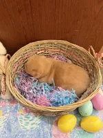 Sora, a female Shiba Inu for sale in Mesa, AZ – Photo 3 of 4