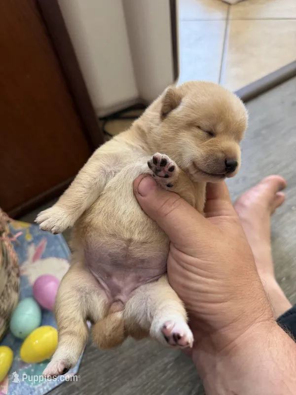 Sora – Shiba Inu puppy for sale in Mesa, AZ