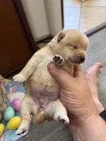 Sora, a female Shiba Inu for sale in Mesa, AZ – Photo 1 of 4