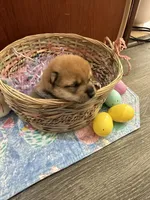 Kenzo, a male Shiba Inu for sale in Mesa, AZ – Photo 4 of 8