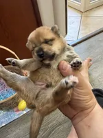 Kenzo, a male Shiba Inu for sale in Mesa, AZ – Photo 3 of 8