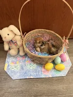 Kenzo, a male Shiba Inu for sale in Mesa, AZ – Photo 8 of 8