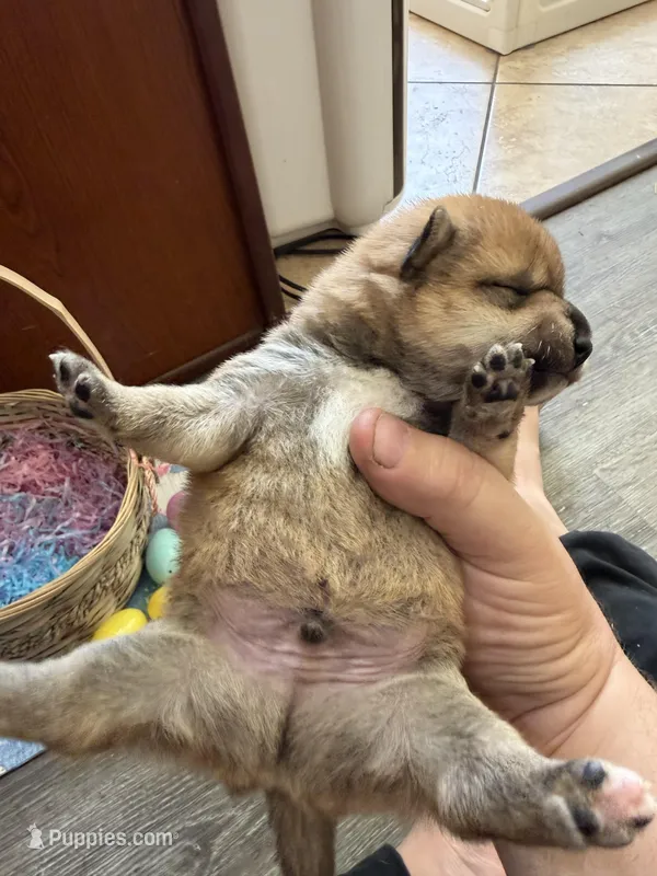 Kenzo – Shiba Inu puppy for sale in Mesa, AZ