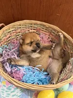 Kenzo, a male Shiba Inu for sale in Mesa, AZ – Photo 6 of 8