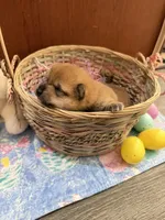 Kenzo, a male Shiba Inu for sale in Mesa, AZ – Photo 5 of 8