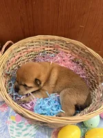 Kenzo, a male Shiba Inu for sale in Mesa, AZ – Photo 7 of 8