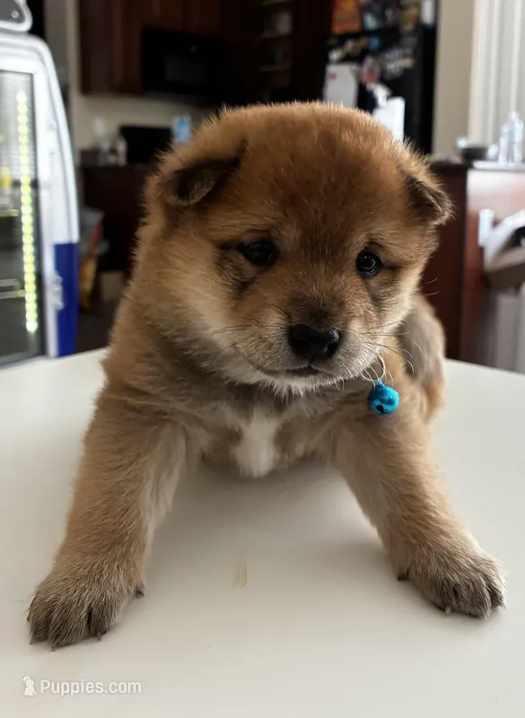 Kenzo – Shiba Inu puppy for sale in Gilbert, AZ