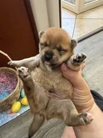 Kenzo, a male Shiba Inu for sale in Mesa, AZ – Photo 2 of 8